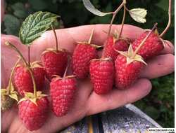 Малина Малиновая Гряда ремонтантная