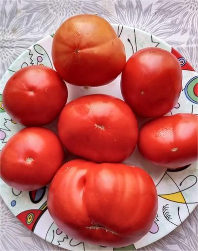 Томат Сластена