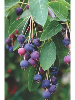 Ирга обыкновенная