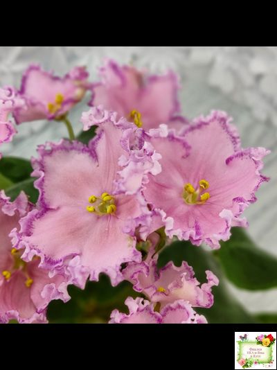 Nik-Хмельное Лето (Н. Булко) 2022 г. (крупная детка)