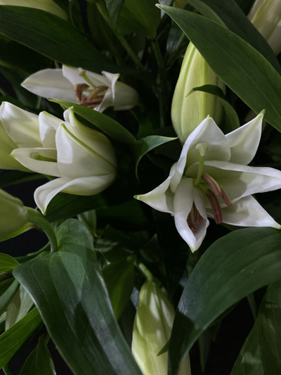 Лилия белая 9 шт