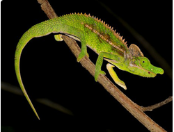 Хамелеон антимена(Furcifer antimena)