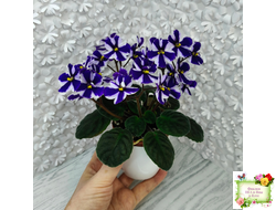 Concord (Horikoshi/Ozaki) химера (пасынок укоренённый)