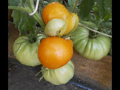 Томат Доктор Виче желтый (Dr. Wyche's Yellow)