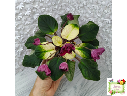 ЕК-Лампа Желаний (Е. Коршунова) 2021 г.