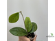 25/07/2025 Hoya cv Sao 111 Hybrid
