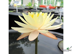 Нимфея Мангкала Убол