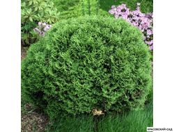 Туя Хозери - Hoseri