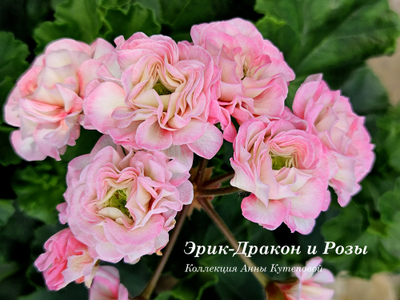 Пеларгония Эрик Дракон и Розы