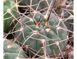 Gymnocalycium bruchii v. niveum VG 536