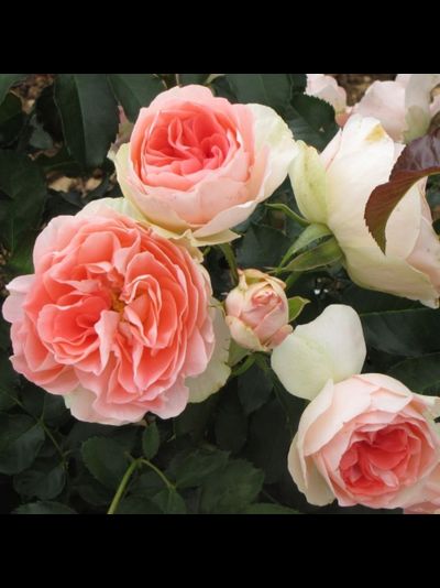 Джет Сет (Jet Set)