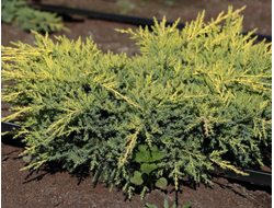 Можжевельник средний Goldkissen, C2