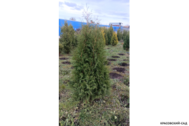 Туя Брабант фото в питомнике Красовский-Сад.рф