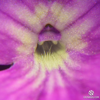 Pinguicula Colimensis x zecheri