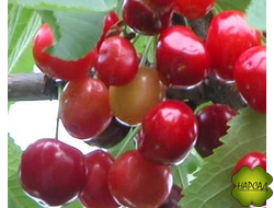 Черешня "Брянская РОЗОВАЯ" (сладкая, неприхотливая, саженец 3 года)