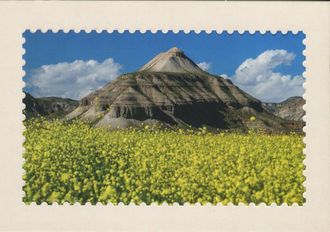 Azermarka. Blooming rape flowers in Julfa