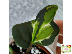 СФ-Томная Жозефина (С. Фатеева) листовая химера