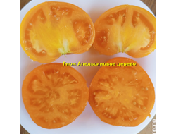 Гном Апельсиновое дерево (Dwarf Orange Tree, Австралия, США )