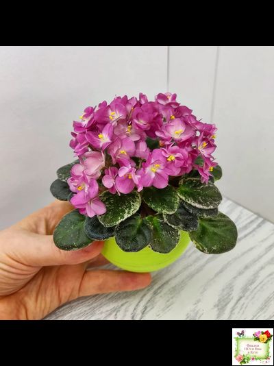 ML-Мама Ирочка (Miniviolets Lux) 2023 г.