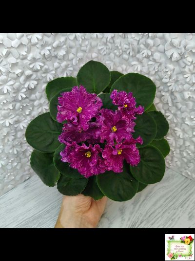 АВ-Тайны Востока (Фиалковод) 2022 г. (детка)