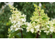 Вайт Леди гортензия древовидная (Hydrangea arborescens White lady)