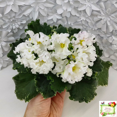 Dn-Macabeo (Д. Денисенко) 2019 г. (укоренённый лист)