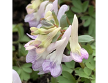 Corydalis solida "Дездемона"