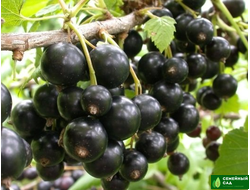 Комплект №1 (600 руб/саженец)