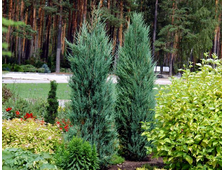 Можжевельник скальный Blue Arrow (цена: от 1100 руб)