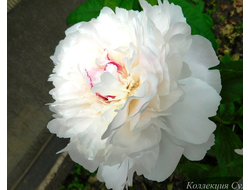 Пион Couronne d'Or (Курон д'Ор)