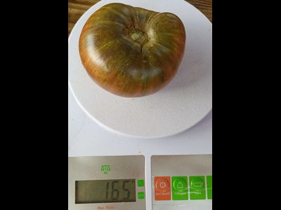 Томат гном Серый металлический пистолет (Gun Metal Grey)