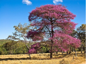 Розовое дерево, Аниба розопахнущая (Aniba rosaeodora) древесина, 5 мл - 100% натуральное эфирное масло
