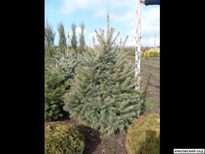 Ель Глаука - Glauca