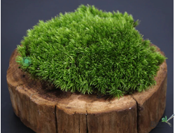 Мох Леукобриум (Leucobryum glaucum) контейнер