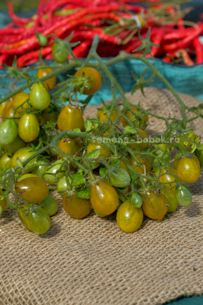 Томат Amber Keyes (Янтарные клавиши), 10 шт.