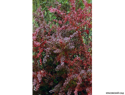 Барбарис Тунберга Голден ринг - фото в саду - красовский-сад.рф