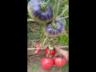 Томат KAS-21, Польша