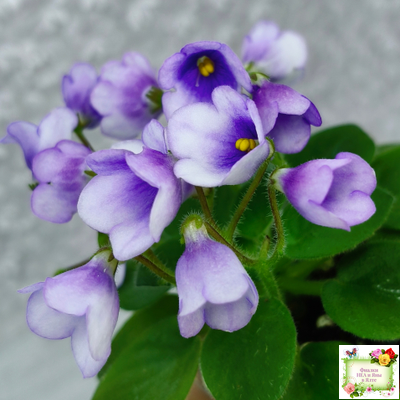 ЛЕ-Котенок Гав (Е. Лебецкая)