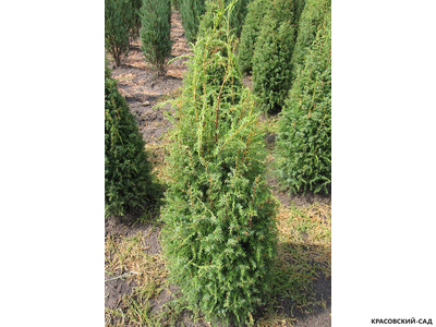 Можжевельник обыкновенный Суецика - Suecica