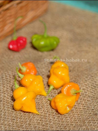 Перец Острый Sonette (Сонет), 10 шт