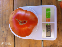 Томат Burgess Improved Colossal Red