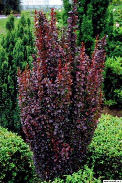 Барбарис Тунберга Helmond Pillar - фото крупным планом - красовский-сад.рф