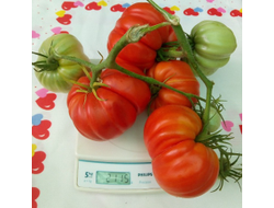 Томат Большие от Реми (Grosses de Remy, Франция)