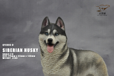 Сибирская хаски (серая) - Коллекционная ФИГУРКА 1/6 scale Husky (QYC003D) - QuanYingCun