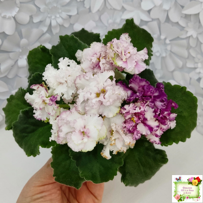 АВ-Любимая Игрушка (Фиалковод) 2015 г.