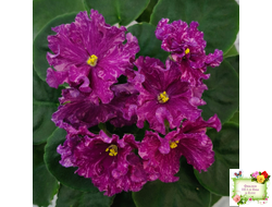 АВ-Тайны Востока (Фиалковод) 2022 г.