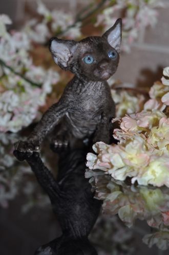 Котик шоколадный п