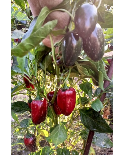 Перец острый Jalapeno Telica