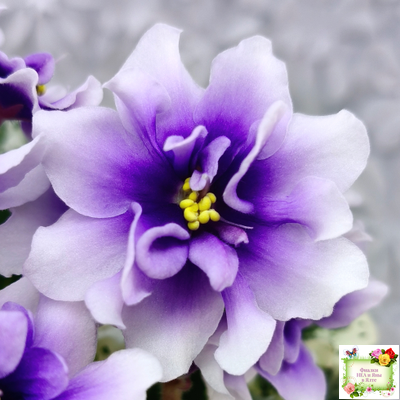 Р-Дурман (В. Зуб) 2020 г. (лист с детками укоренённый)