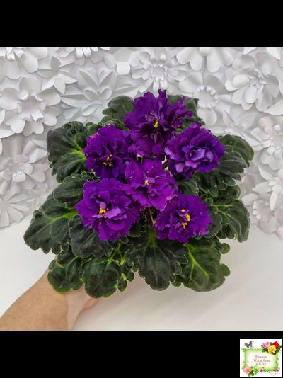 ЛФ-Лилия (Л. Федосеева) 2019 г.